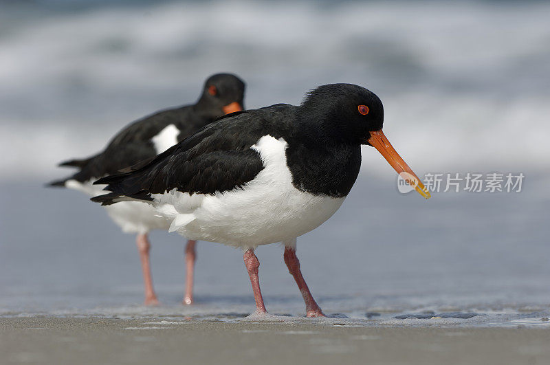 捕牡蛎者(oematopus ostralegus)